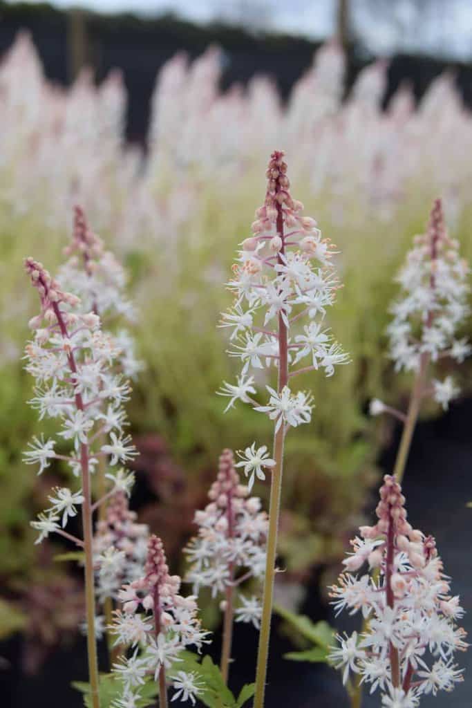 Tiarella 'Sugar And Spice' ® ---